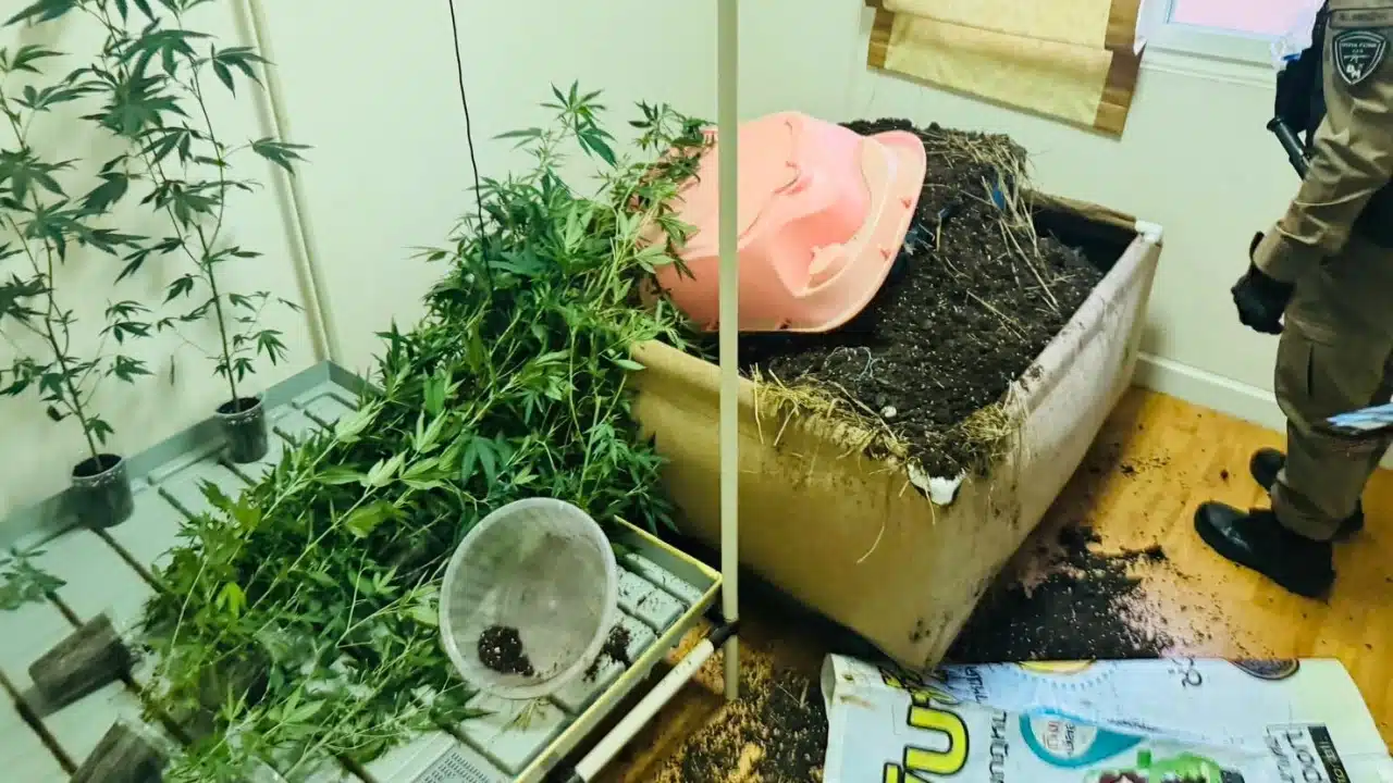 バンコク、大麻販売店で殺人事件 遺体はプランターに隠される