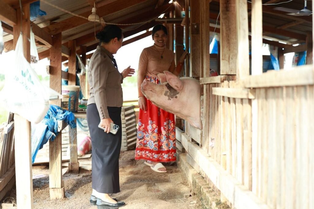 カンボジア農村部、家族経営の養豚が生活向上に貢献