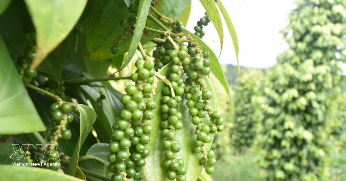 Vietnam's Agro-Exports Show Strong Recovery, Pepper Exports Achieve Double-Digit Growth
