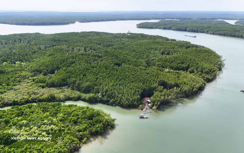Vietnam Earns $56.5 Million from Forest Carbon Credit Sales