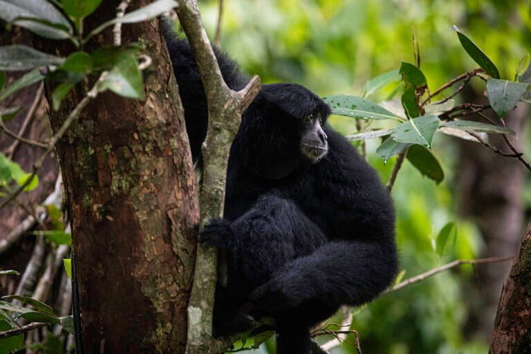 Indonesia's Deforestation Surges 66% Amidst Illegal Mining and Poaching