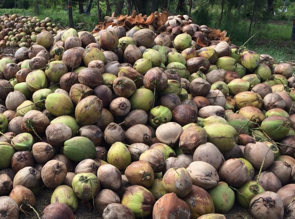 Thai Coconut Prices Remain Depressed, Farmers Criticize Slow and Inadequate Government Support