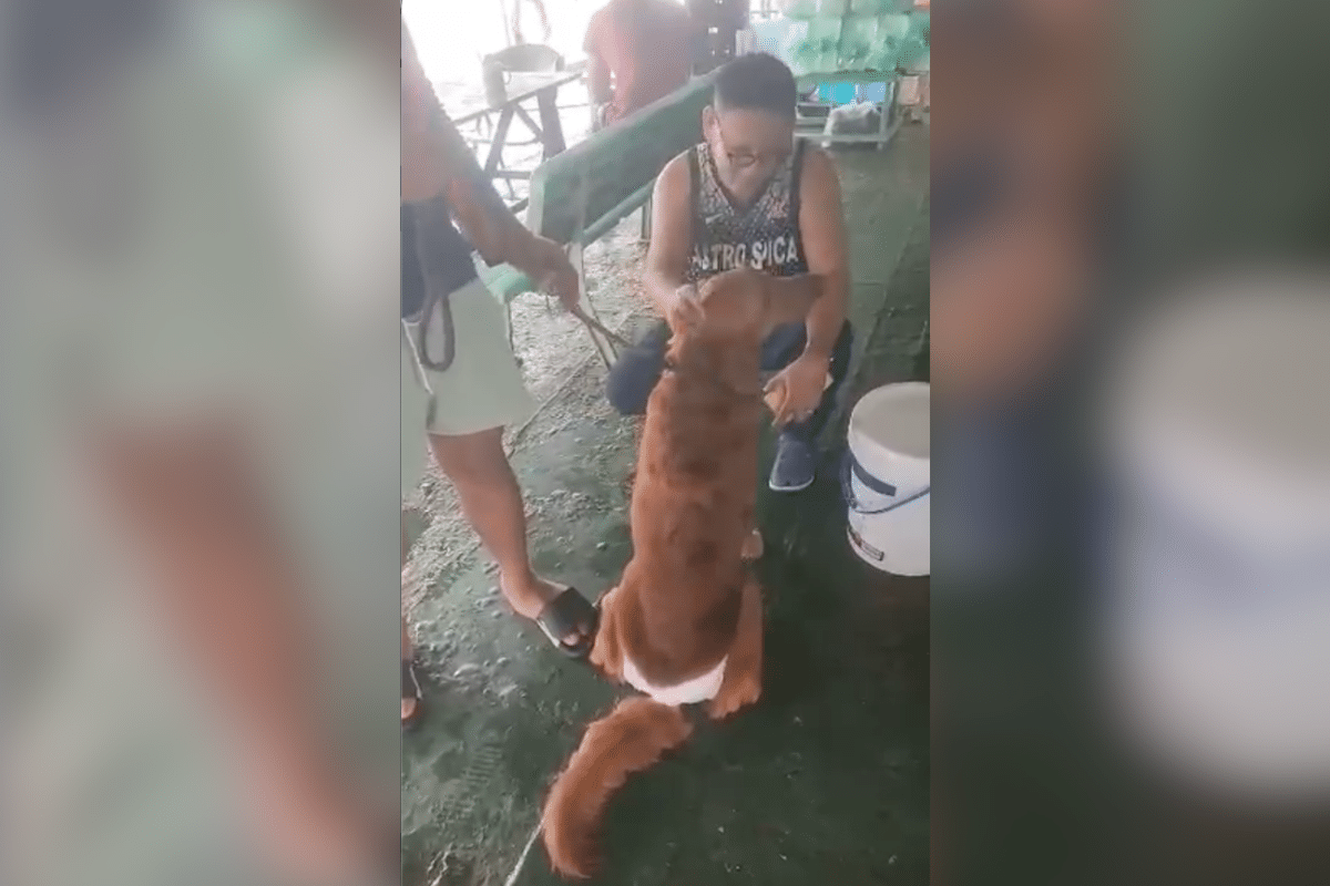 パラワン沖フェリー火災、愛犬「アリ」の安否気遣う飼い主、捜索救助活動への含めを訴え