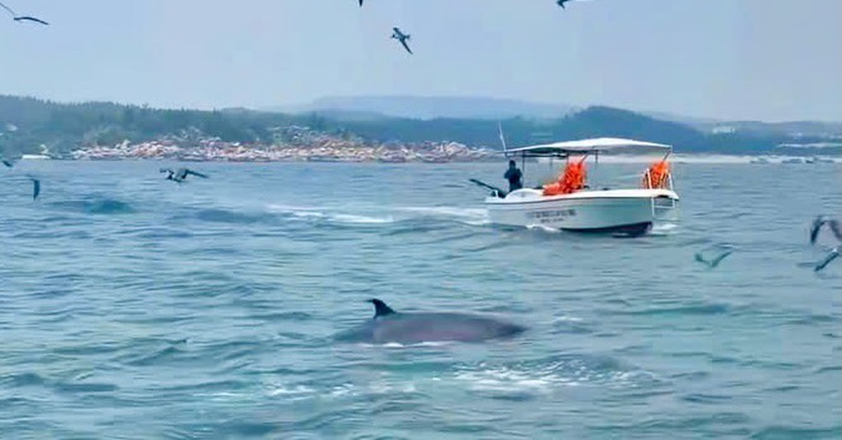 クラオマイニャ海域に現れたクジラの親子、適切な観察方法とは?