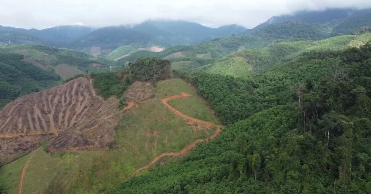 Vietnam to Implement New Regulations on Forest Carbon Service Provision