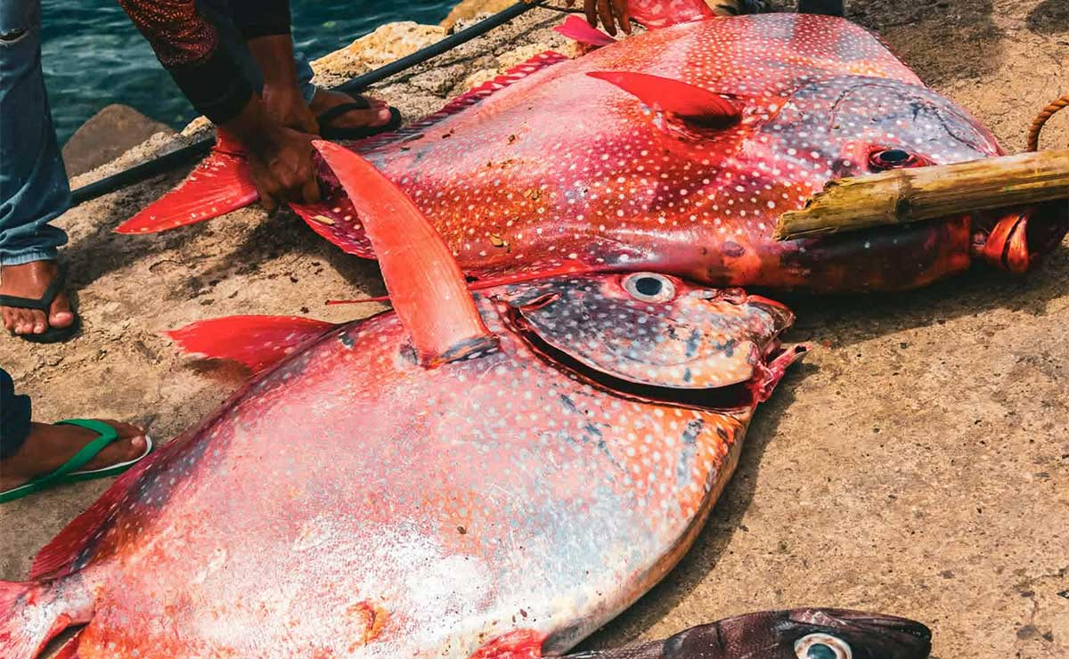 アンティーク沖で珍しい深海魚「オパー」2匹捕獲