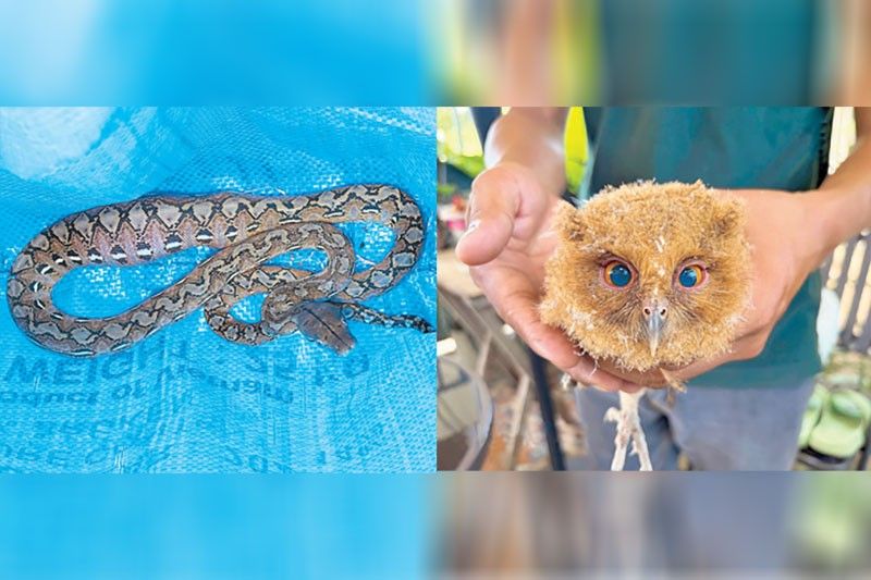 Reticulated Python, Scops Owl Rescued in Bulacan; DENR Urges Public Vigilance