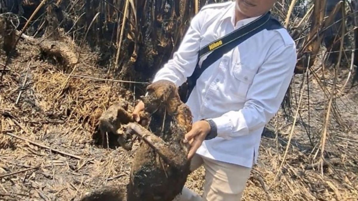 12 Proboscis Monkeys Die in South Kalimantan Forest Fires, Raising Ecosystem Concerns