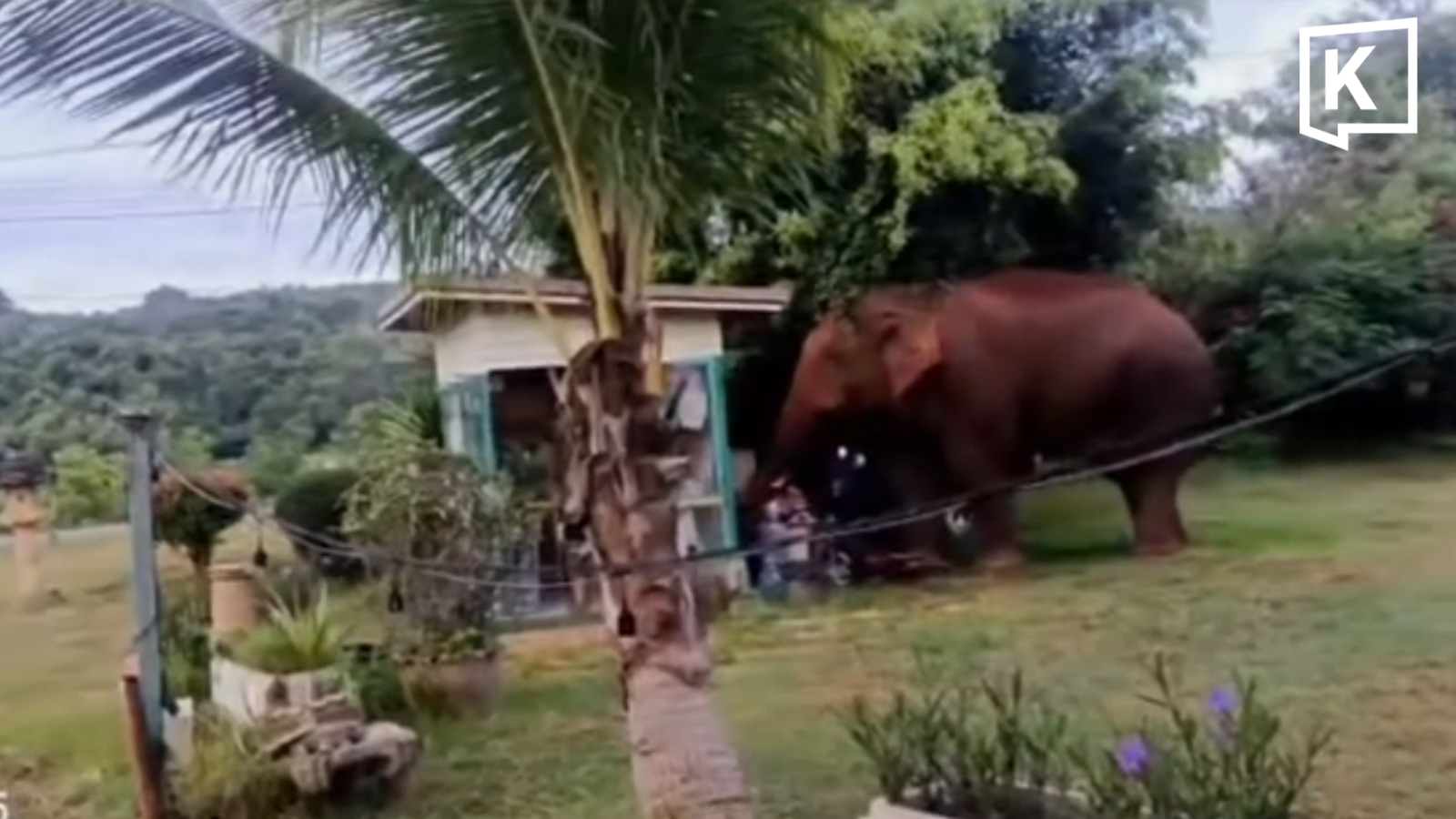 Wild Elephant Plai Duan Wanders Out of Khao Yai Park Again, Affecting Local Residents
