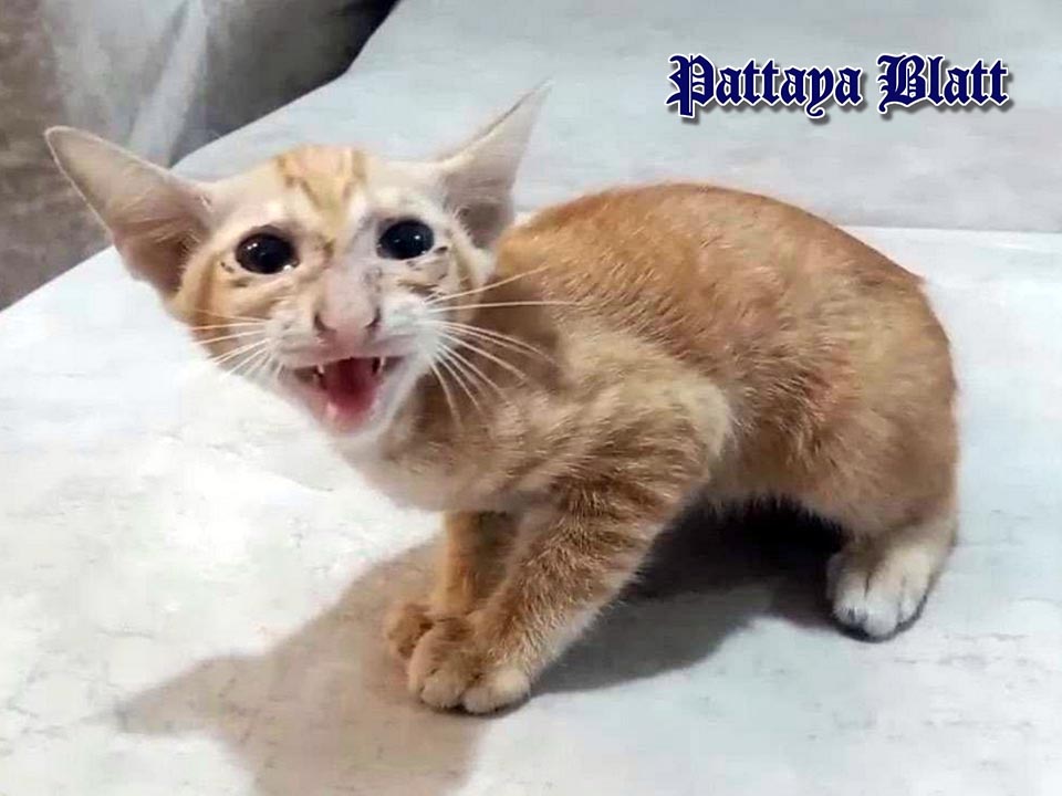 パタヤで子猫を救出、警察官の献身的な行動がSNSで称賛の嵐