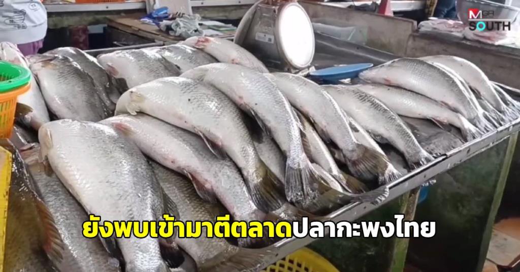 マレーシアのスズキはトラン県の市場に浸透し続けているが、エビの価格は下落し続けている