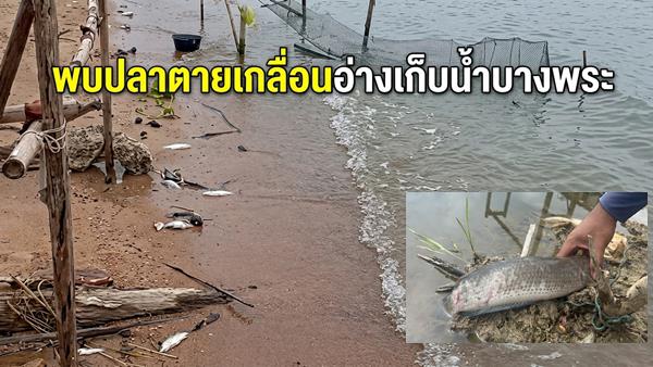 バン・プラ貯水池で大量の魚が死骸で発見、水質急変か