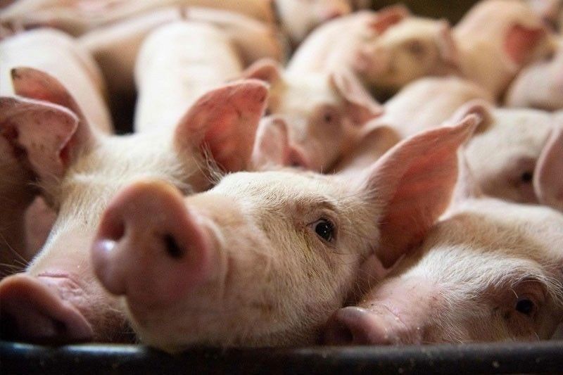 Quirino Hog Farm Suspended for Sanitation Violations