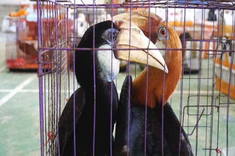 違法野生動物密輸業者に3年の実刑、アチェ州で判決