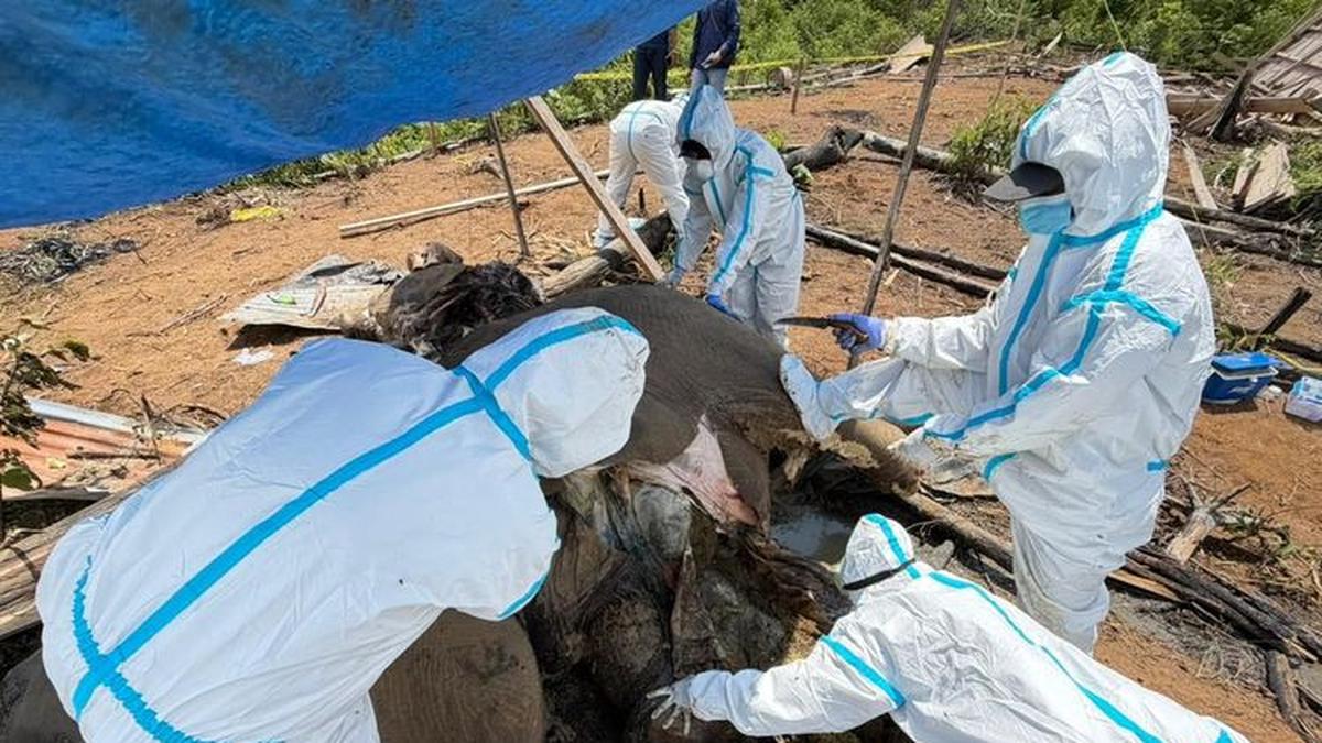 Two Sumatran Elephants Found Dead in Bengkulu, Forestry Ministry Launches Investigation