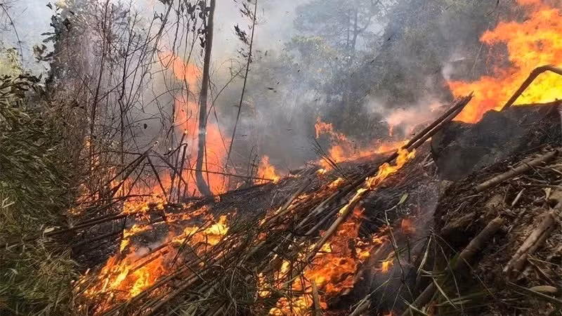 Intense Heatwave Grips Vietnam, Raising Forest Fire Risk to Extreme Levels