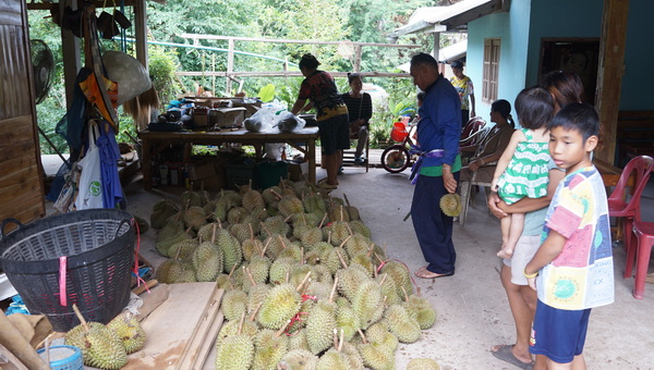 Loei's Organic Durian Sees Year-Long Waiting List, Sold Exclusively On-Site