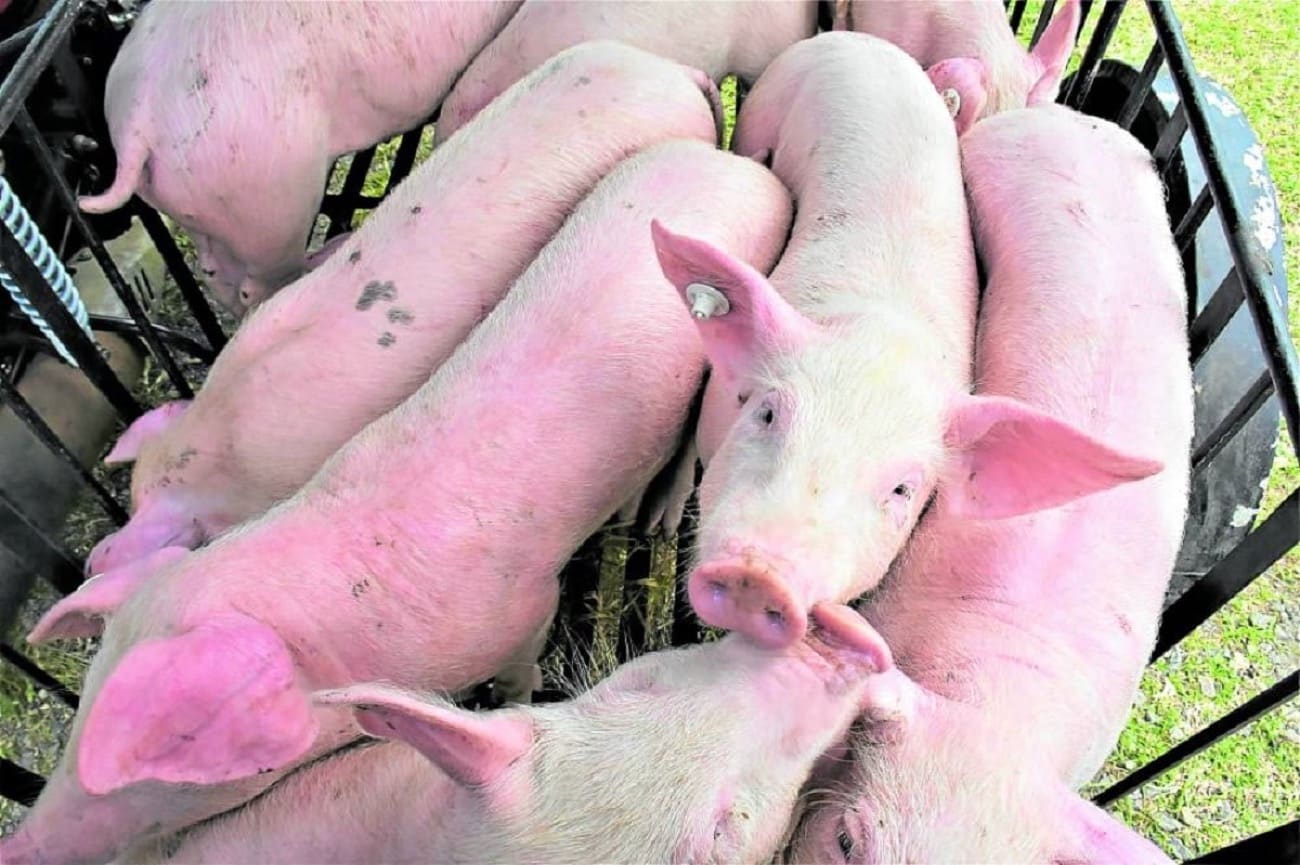 フィリピン豚肉価格低迷、生産者らが「ポークホリデー」で抗議