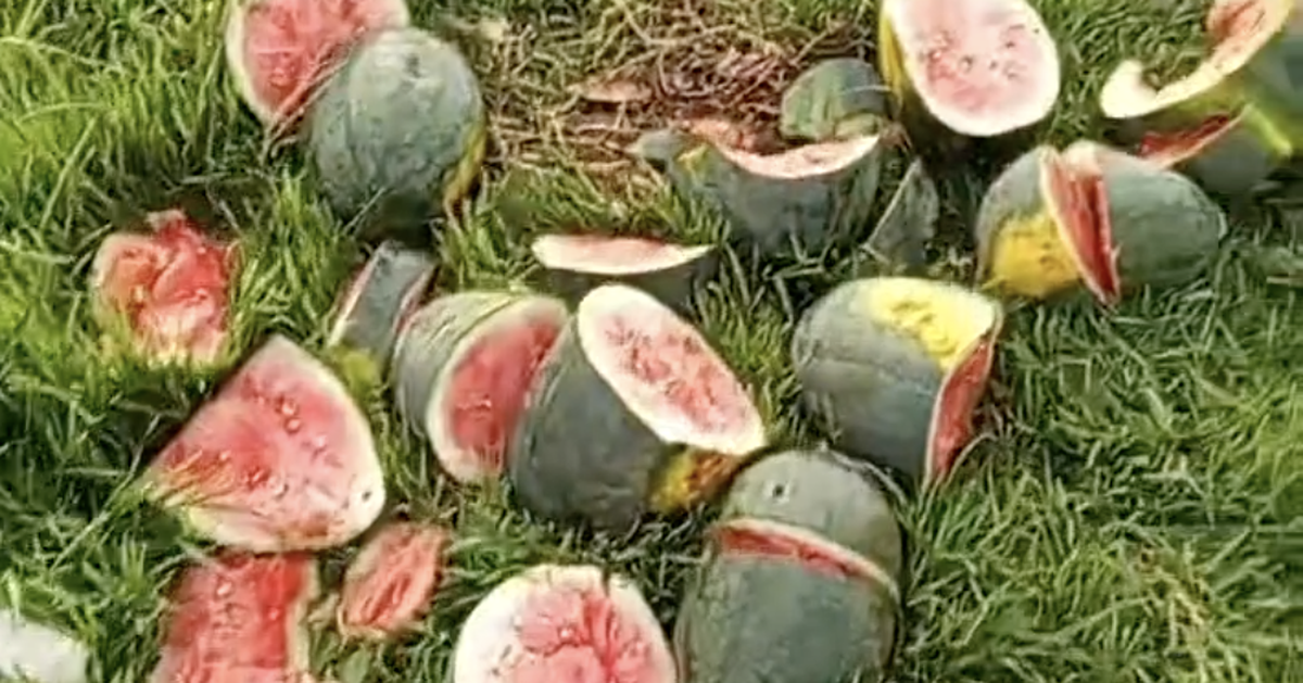 Watermelon field destroyed by vandals in Nghe An, Vietnam