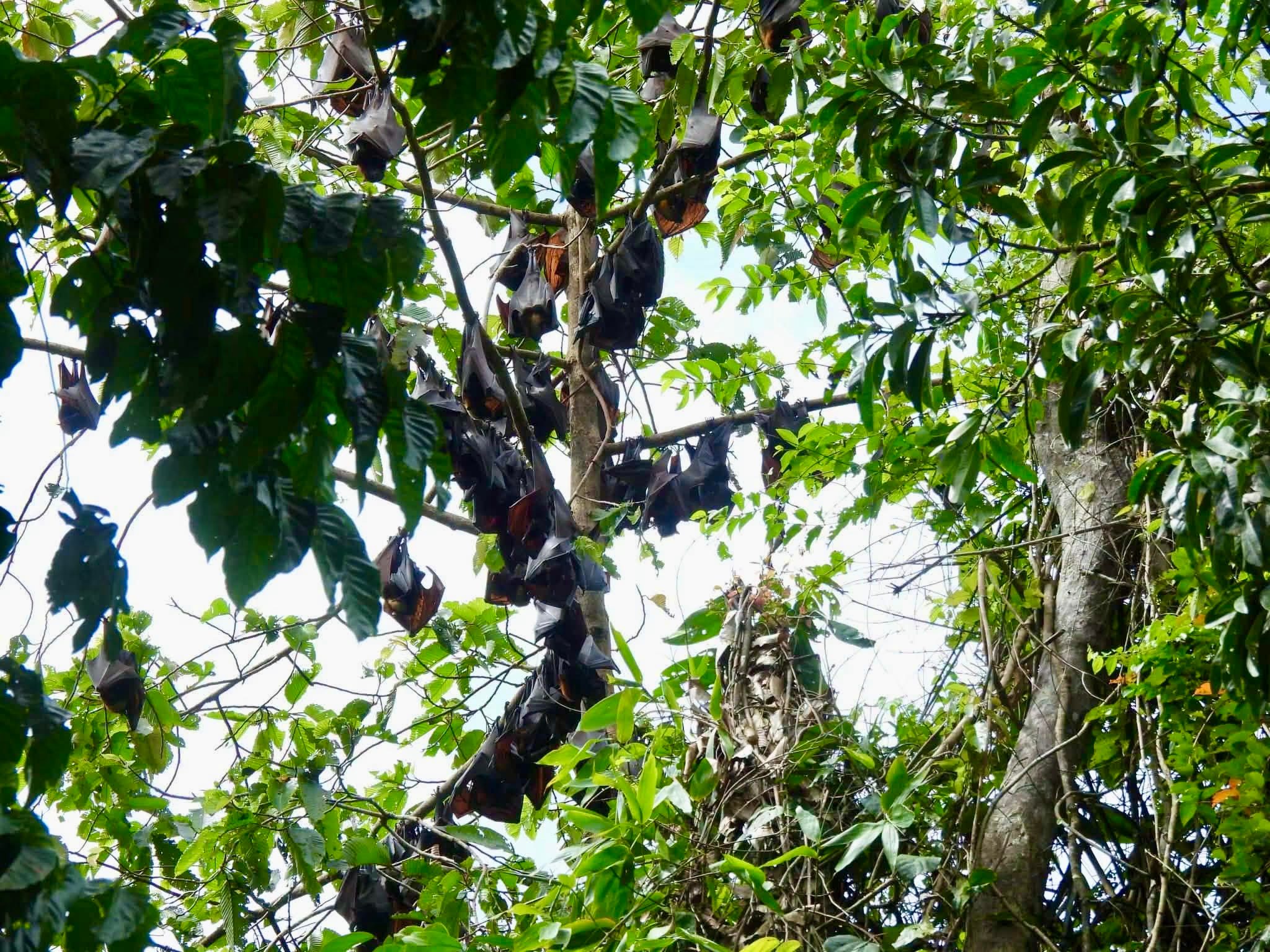 Rare Golden-Crowned Flying Fox Spotted in Apayao Forest