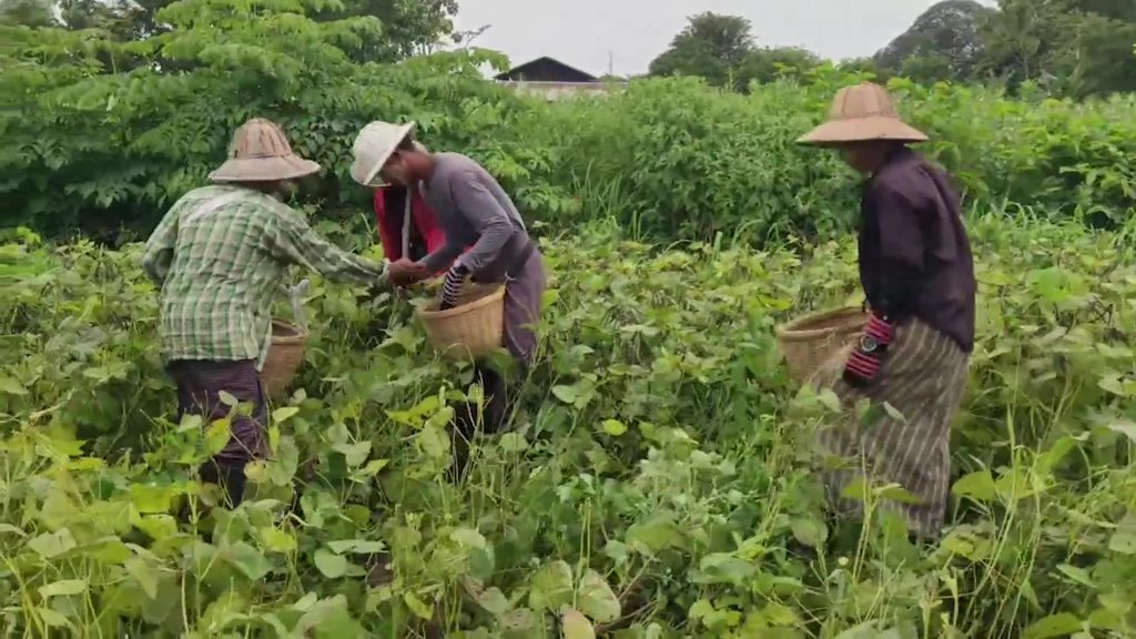 アウンランで緑豆の収穫量は多いものの、価格は下落
