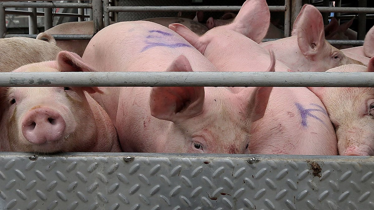 Cebu Confirms First African Swine Fever Cases in 3 Years, Raising Economic Concerns