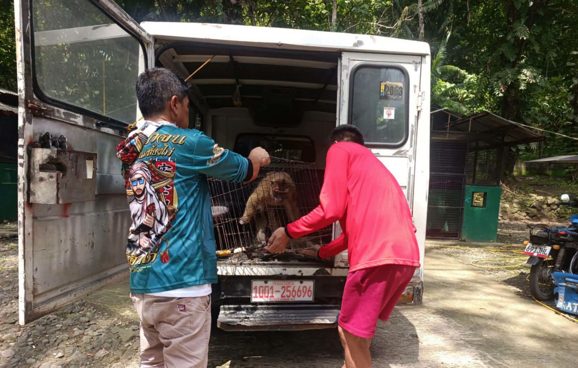 Long-tailed macaque retrieved after attacking child in Zamboanga del Sur