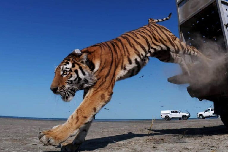 カザフスタン、70年ぶりにトラ放獣 アムールトラが中央アジアに帰還