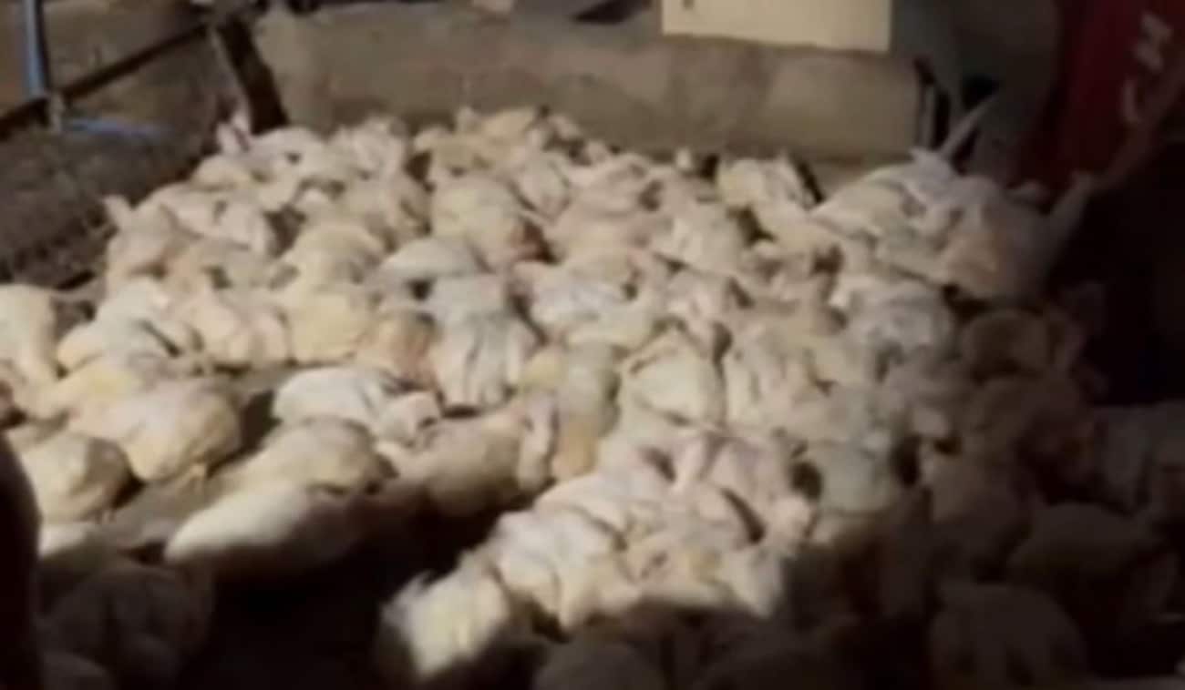 ラ guna州で違法鶏肉製品2.5トン押収、2人逮捕