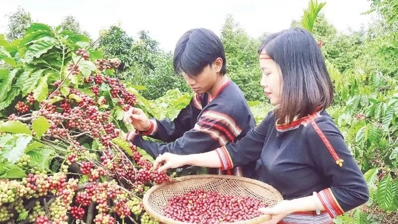 ダクラクのコーヒー文化遺産認定とベトナムの「文化立国」戦略
