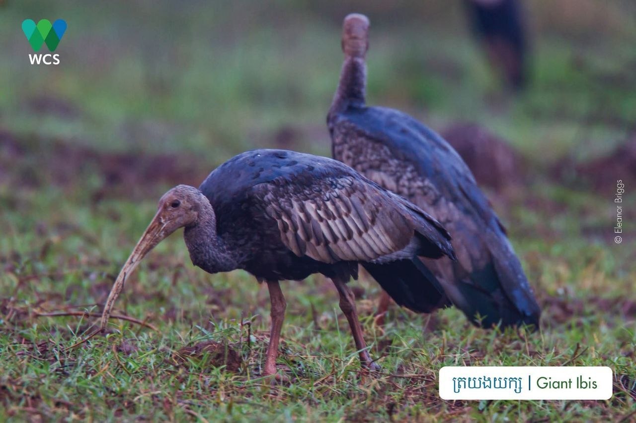 Cambodia Reports Decade of Success in Giant Ibis Conservation