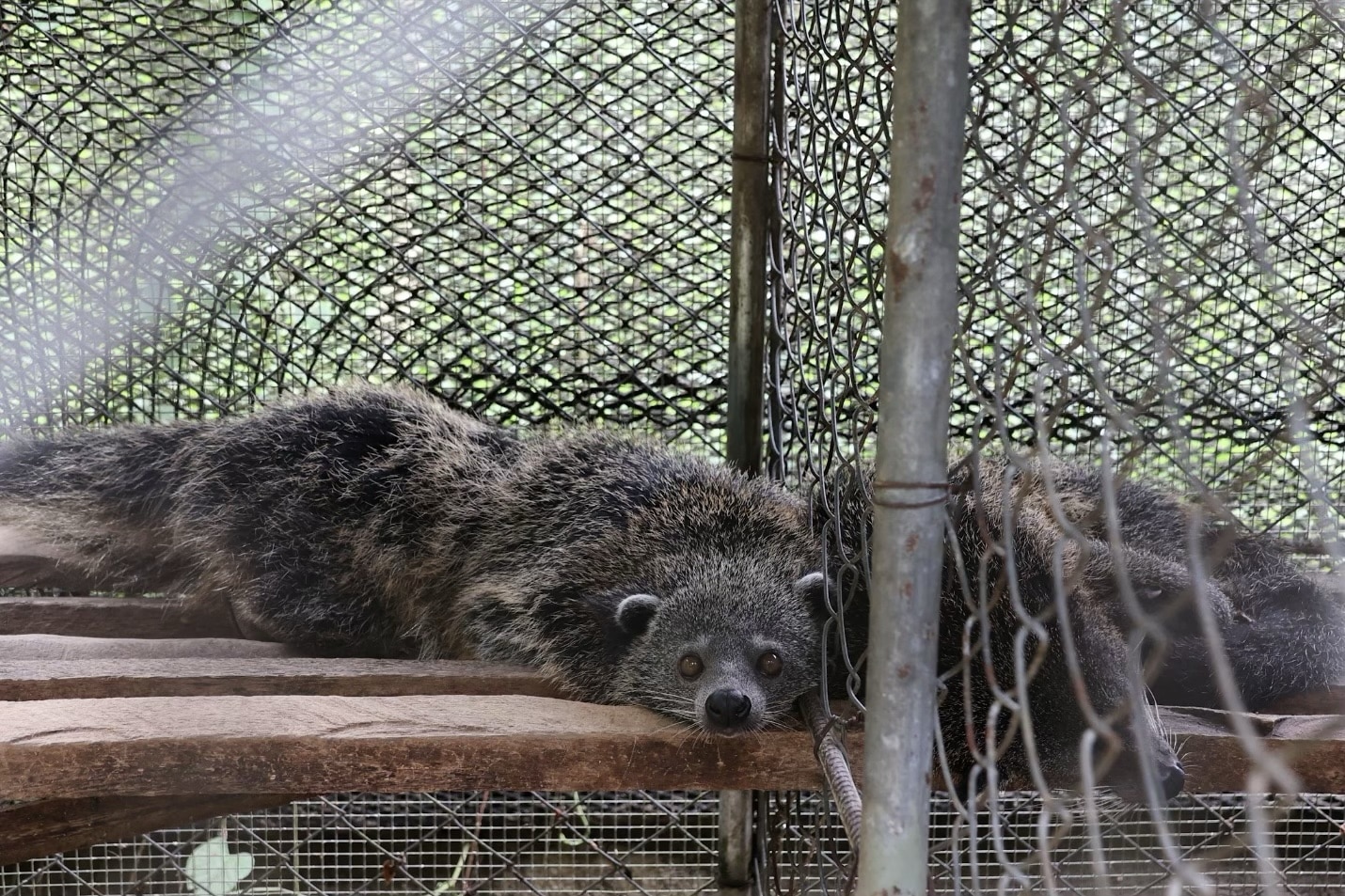 コタバト住民、保護野生生物を自発的に引き渡し 環境保護への意識向上を示す