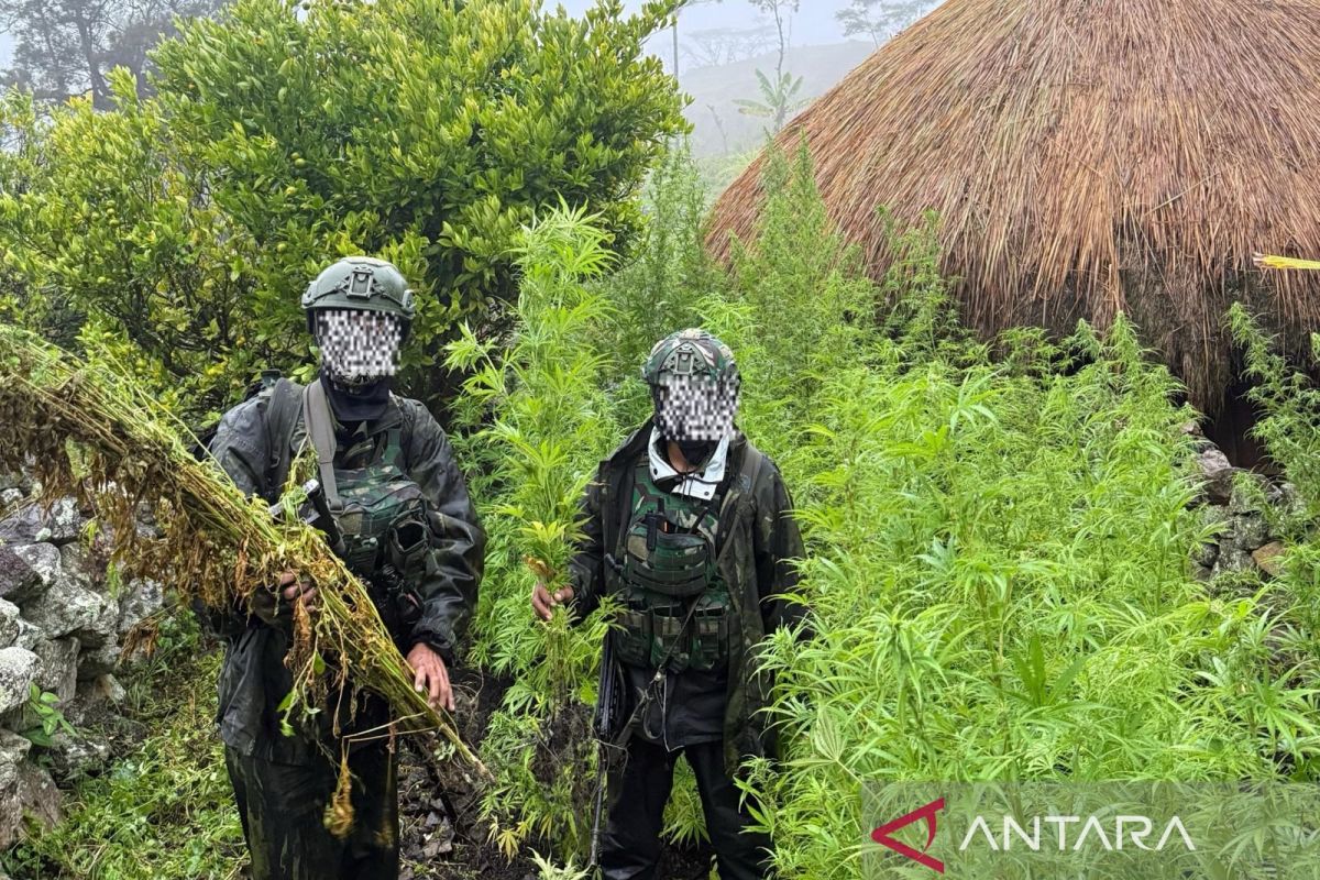 パプア高地で大麻5000株押収、インドネシア軍が麻薬撲滅作戦を強化