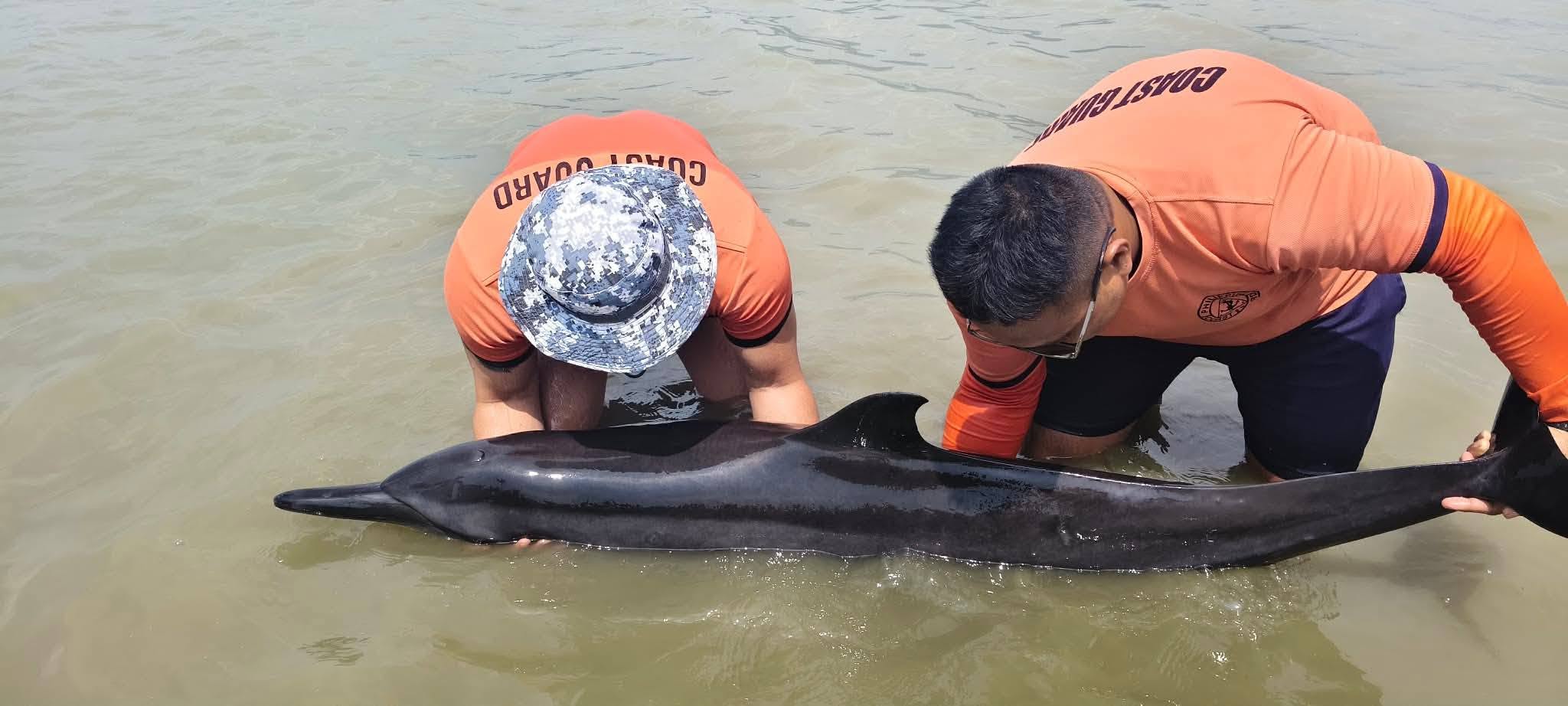 Dolphin Rescued From Shallow Waters in Leyte, Returned to Sea