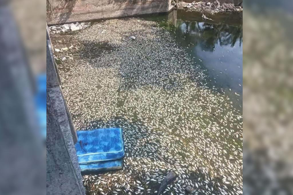 ソンクラー県、スティングモー運河の魚大量死で当局に調査要求