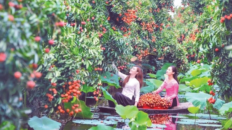 Vietnam Promotes 'Green Tourism' Balancing Environmental Conservation and Cultural Experiences