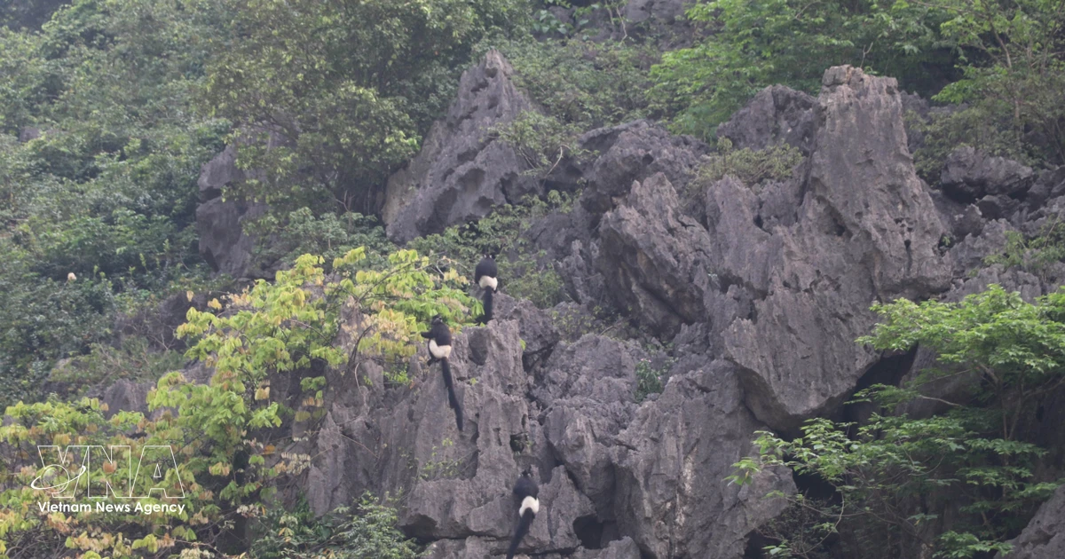 Ninh Thuan Province Advances Renewable Energy Development