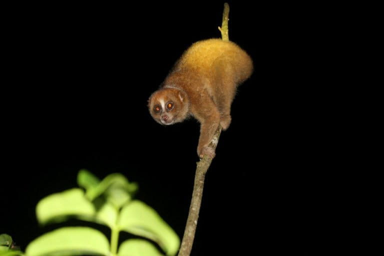 Bangka Slow Loris, Critically Endangered, Confirmed to Exist After 90 Years