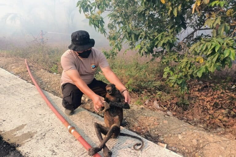 カリマンタン南部森林火災、絶滅危惧種のテングザル11頭死亡