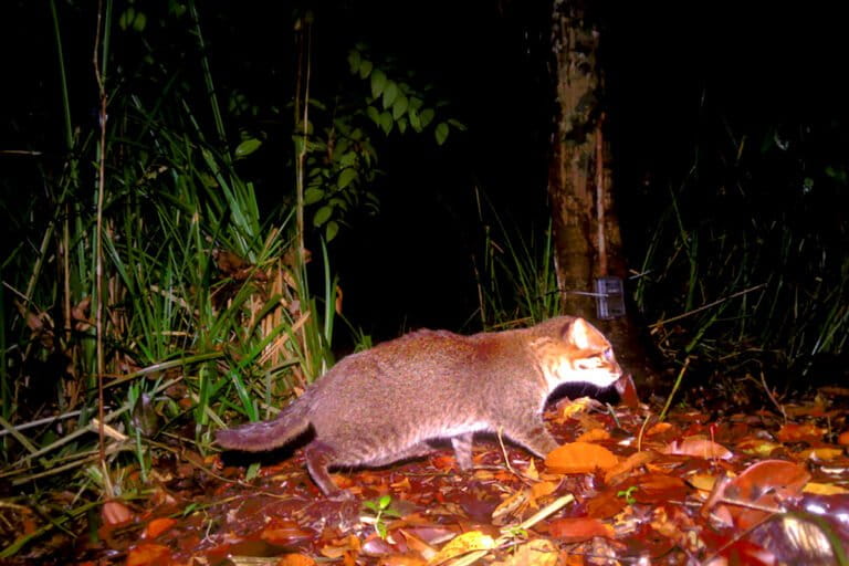 タイで再発見されたイリオモテヤマネコ、インドネシアでの現状は?