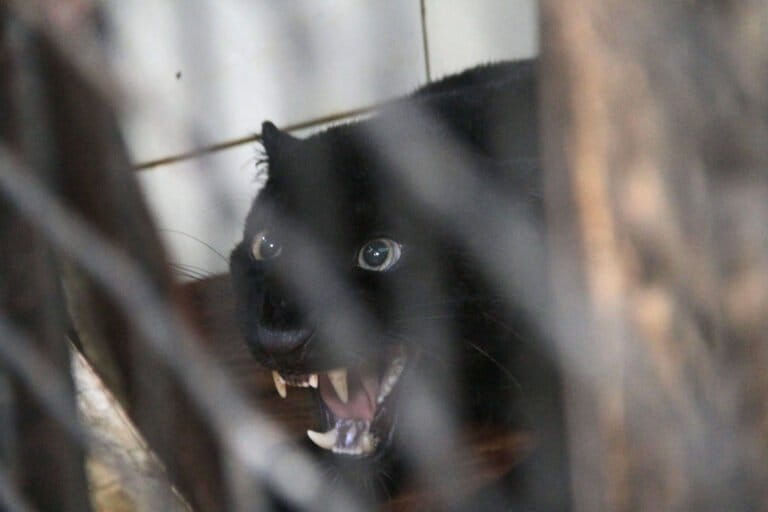 ジャワ島の黒豹、遺伝的適応が群れをなす理由