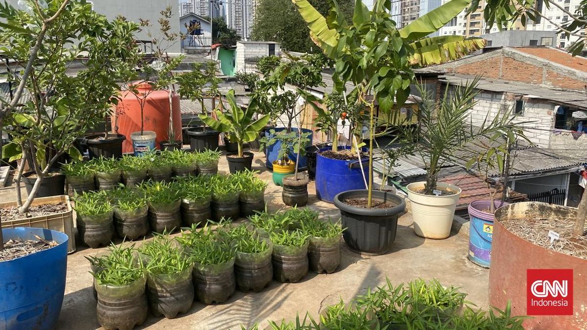ジャカルタの都市農業:狭小地で花開く市民の知恵