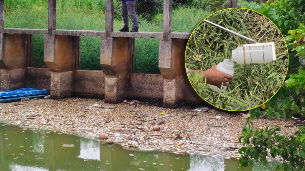 ソンクラー県で大量の魚が死亡、水質汚染の疑いで調査進む