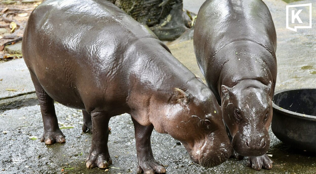 Moo Deng Turns Two as Khao Kheow Zoo Unveils New Hippo Village