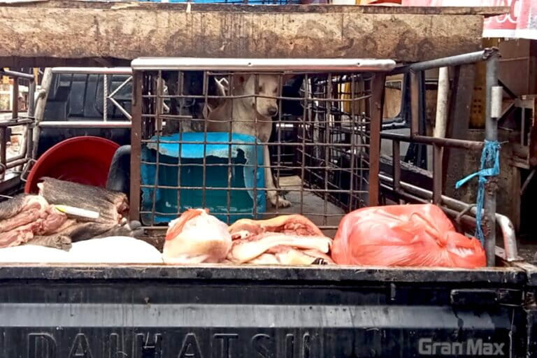 ミナハサの犬肉食文化、歴史と健康リスクの狭間で揺れる