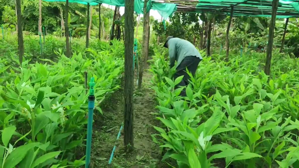 Harvest of "Pantein Manain" flowers decreases due to rain in Aunglan