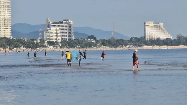 タイ・フアヒン沖で「海藻の異常発生」発生、魚群接近で住民が漁に沸く