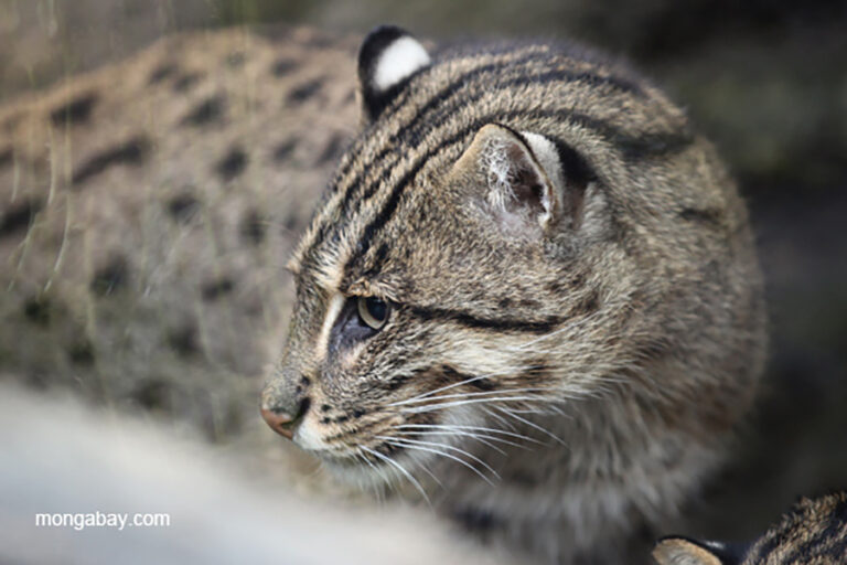 Rare 'Fishing Cat' Confirmed in Indonesian Coastal Areas