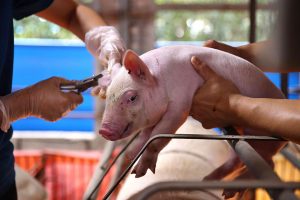 BAI's Authority Over Veterinary Drug Licensing Formalized