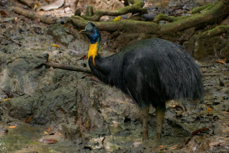 パプアの保護鳥カソワリ密猟、中国人夫婦を国外追放